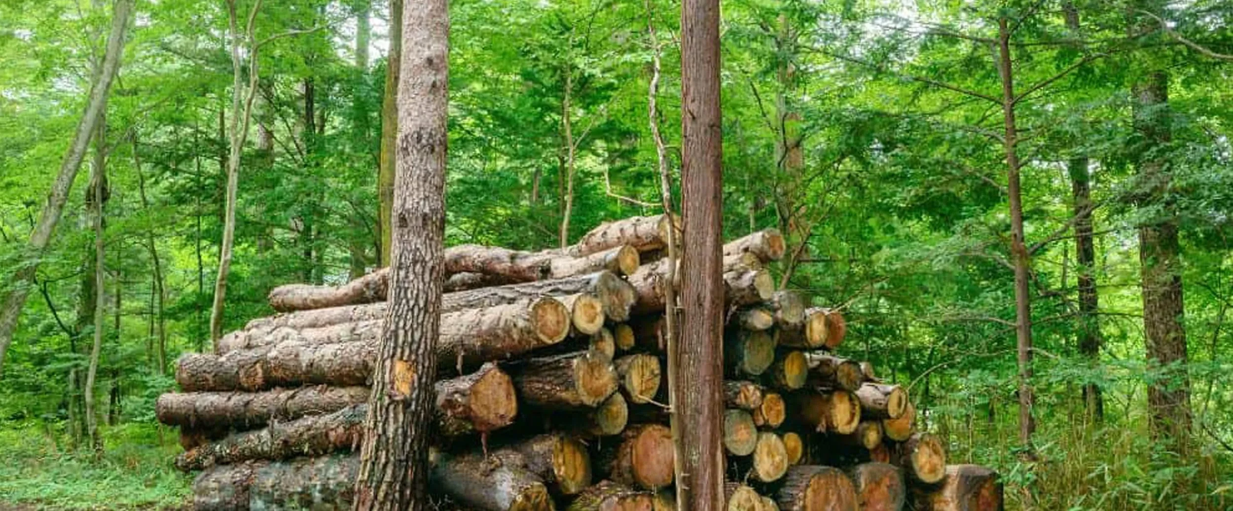 Fosbery Studio FSC-certified timber